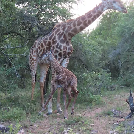 Edjami Guest House Marloth Park Exterior foto