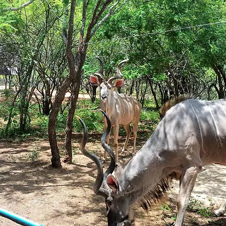 Edjami Guest House Marloth Park Exterior foto