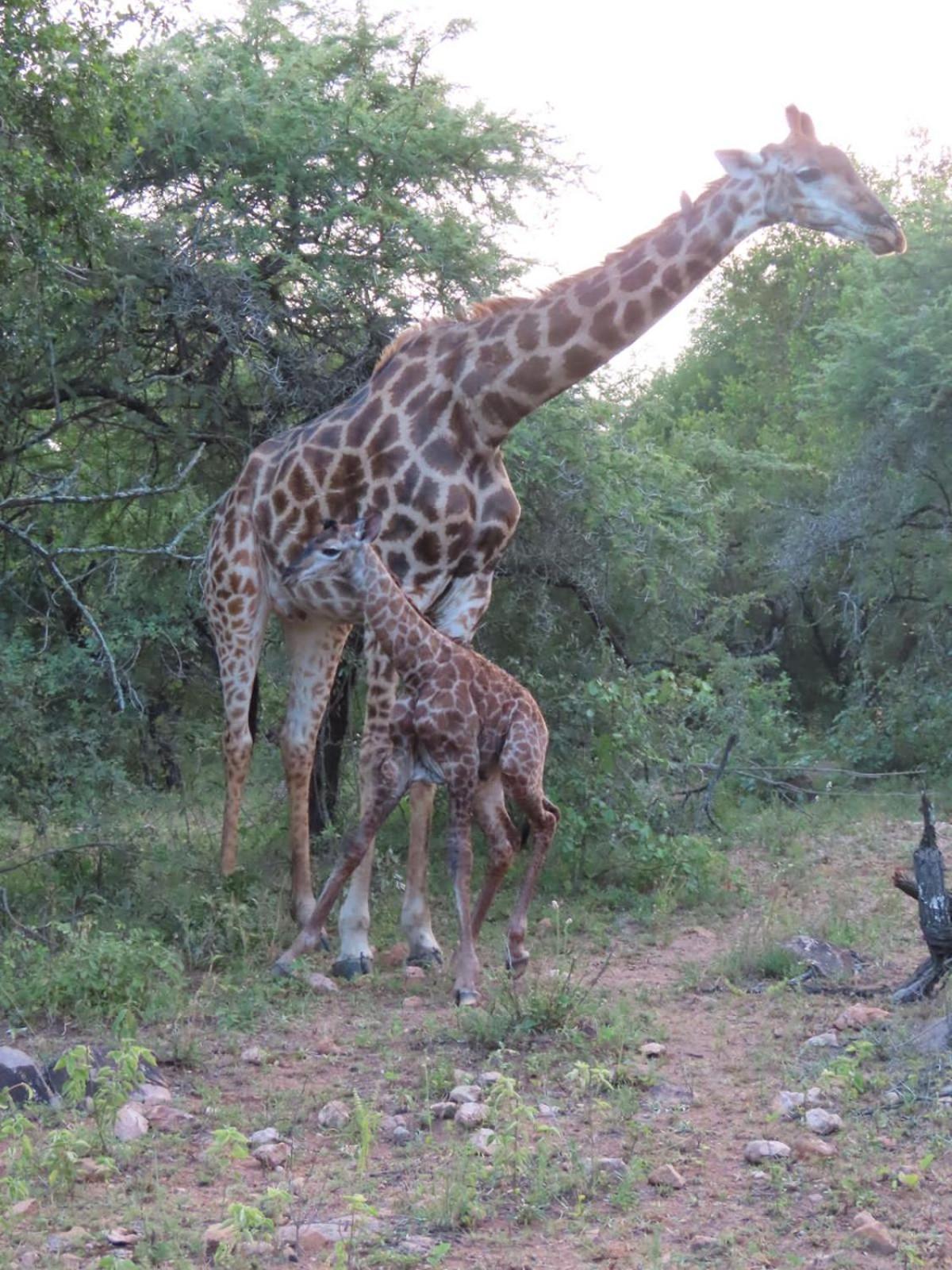 Edjami Villa Marloth Park