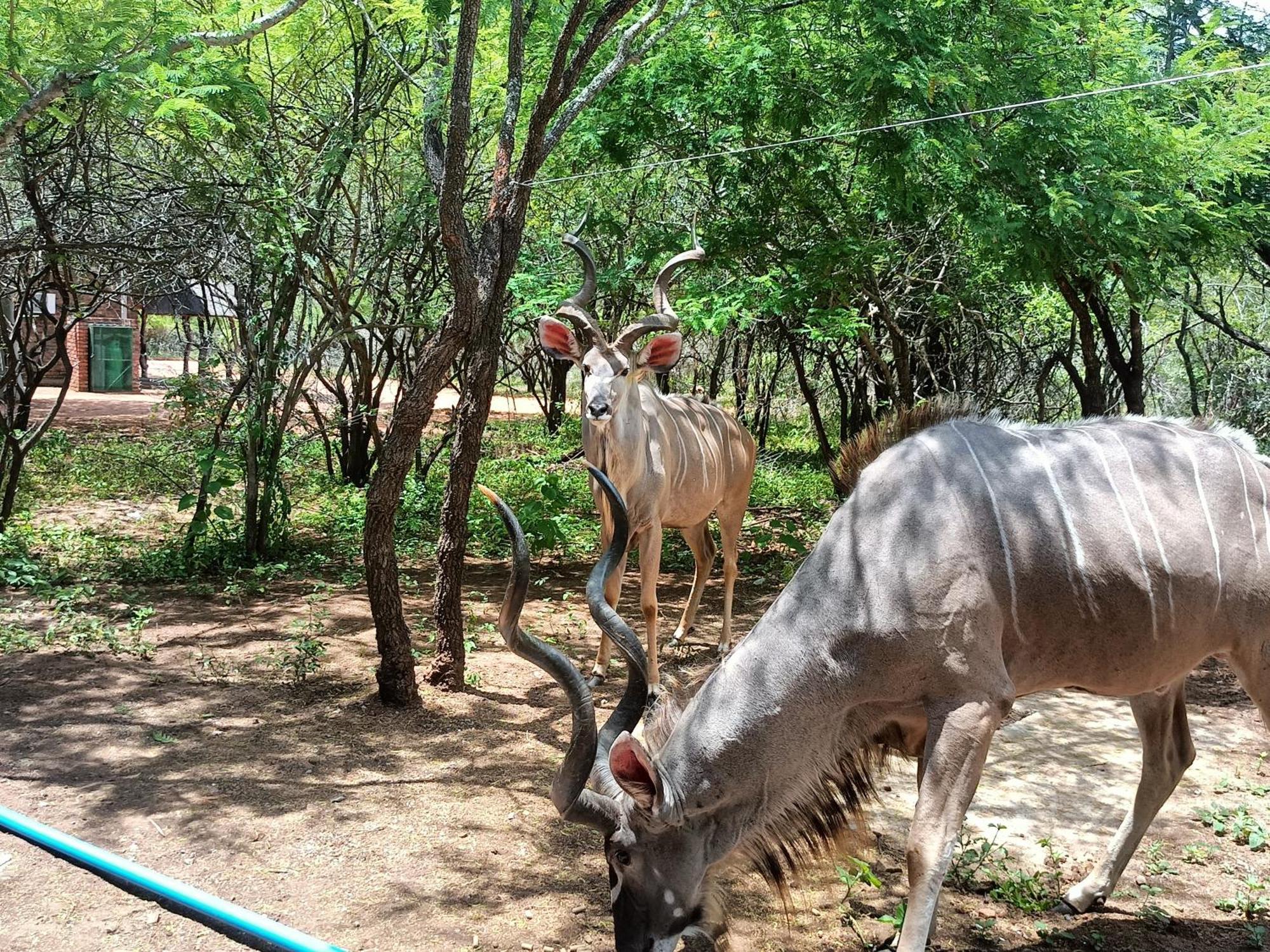 Edjami Marloth Park